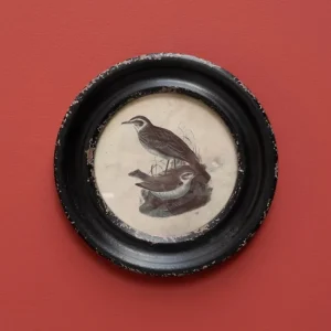Cadre rond Oiseau Long Bec, Chehoma
