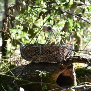 Panier de récolte, Andrée Jardin