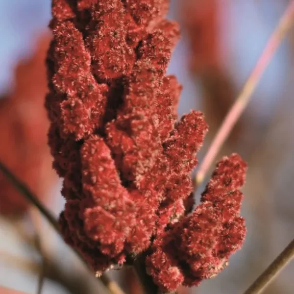 Sumac en poudre, Terre Exotique