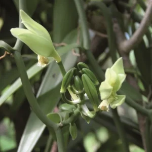 Vanille en poudre, Terre Exotique
