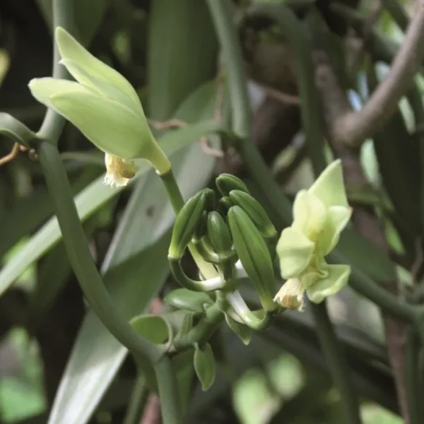 Vanille en poudre, Terre Exotique